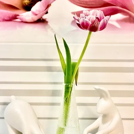 Miau Jami 格但斯克